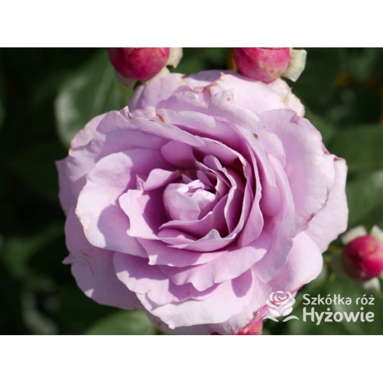 Róża w twoim ogrodzie - jak wybrać i pielęgnować rośliny z szkółki róż