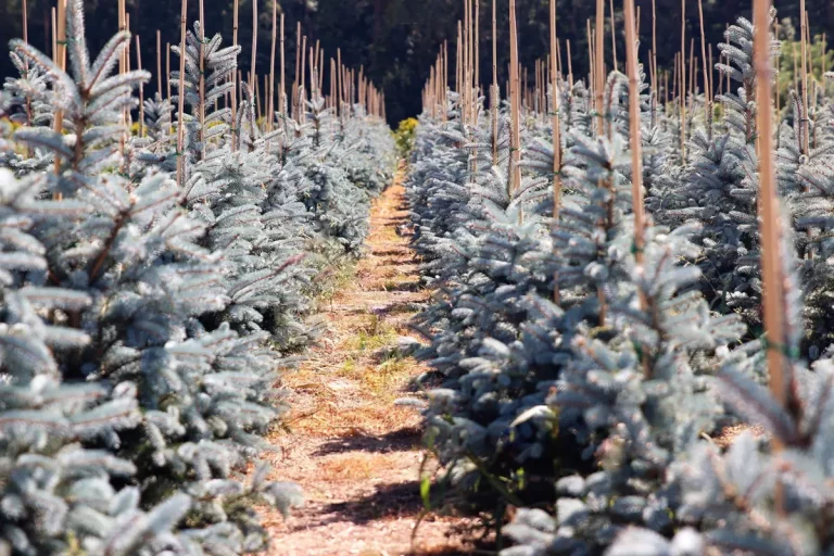 Jak wybierać rośliny? szkółka roślin z warszawy podpowiada