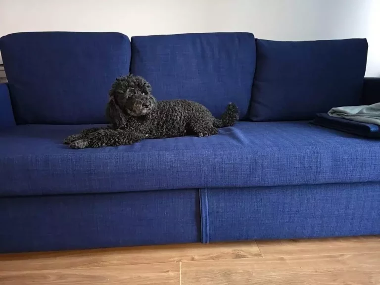 Wakacje z pupilem: dlaczego warto wybrać rowy na wypoczynek z psem?